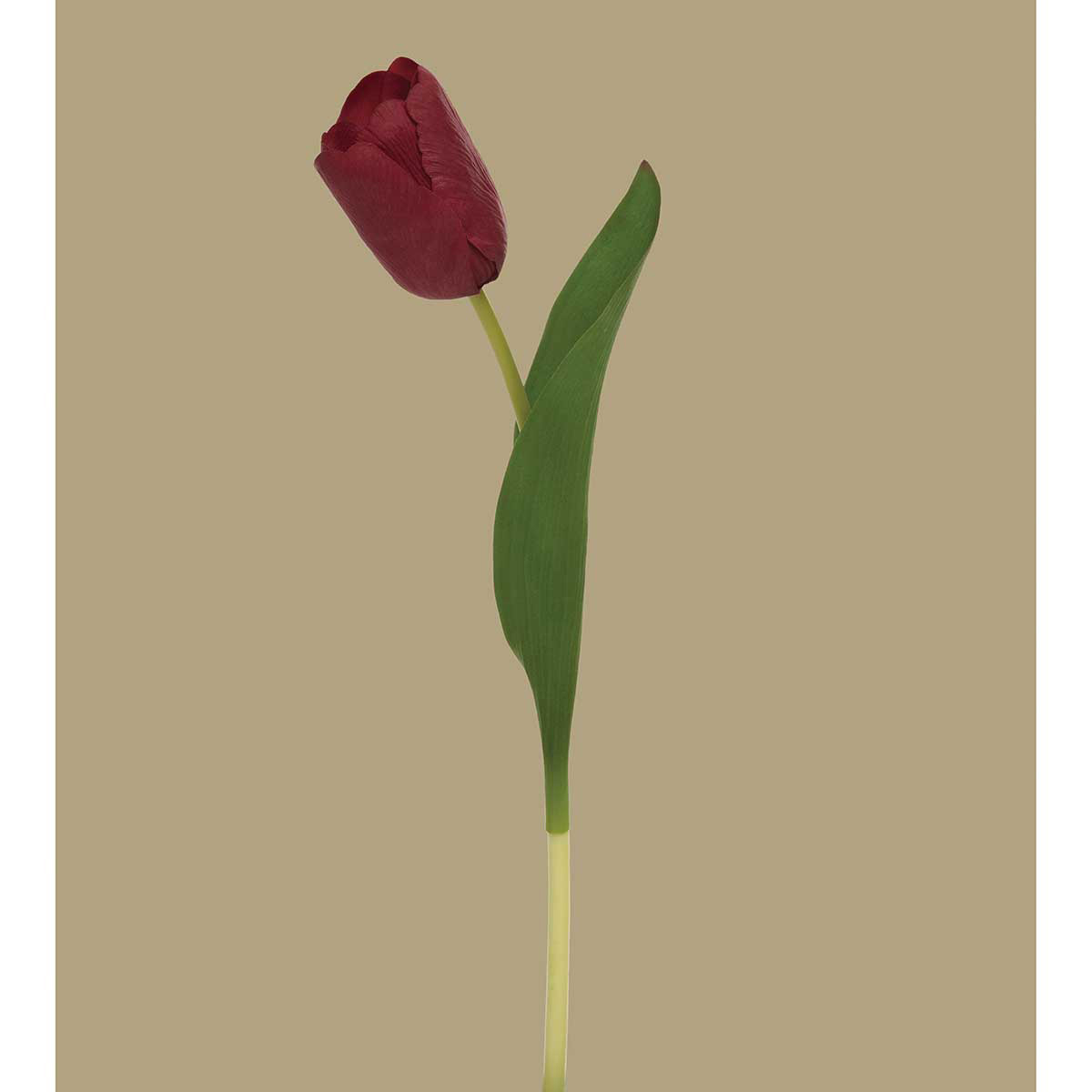 STEM DUTCH TULIP RED 2IN X 14IN REAL TOUCH - Click Image to Close
